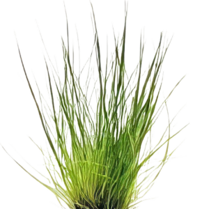 Five Potted Plants Dwarf Hairgrass Plant Eleocharis Acicularis