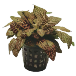 Five Potted Plants Red Nerve Mosaic Plant Fittonia Argyronanta