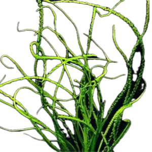 Five Bunched Plants African Onion Plant Crinum Calamistratum