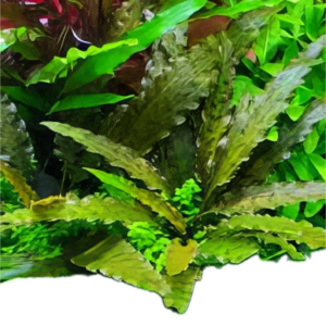 Five Bunched Plants Albida Cryp Plant Cryptocoryne Albida