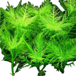 Five Bunched Plants Aromatic Swampweed Plant Hygrophila Balsamica