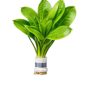 Five Bunched Plants Black Amazon Sword Plant Echinodorus Parviflorus