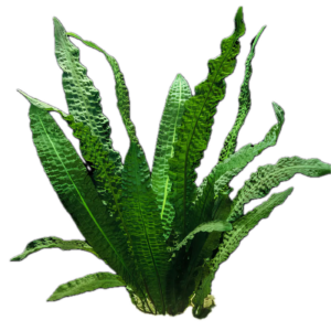 Five Bunched Plants Boivinianus Plant Aponogeton Boivinianus