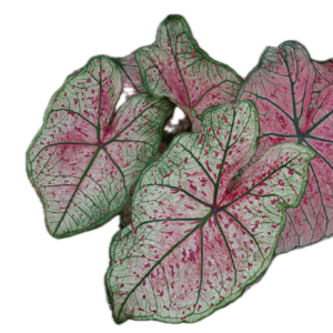 Five Bunched Plants Caladium Bleeding Heart Plant Caladium