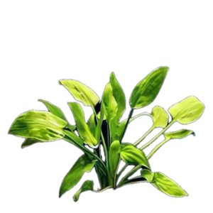 Five Bunched Plants Ciliata Cryp Plant Cryptocoryne Ciliata