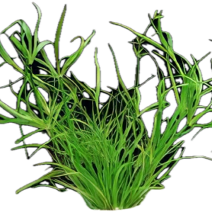 Five Bunched Plants Creeping Rush Plant Juncus Repens