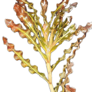 Five Bunched Plants Curly Leaf Pondweed Plant Potamageton Crispus