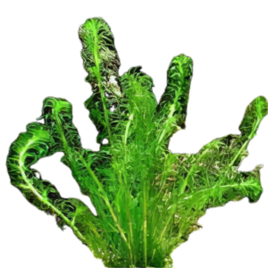 Five Bunched Plants Curly Waterweed Plant Lagarosiphon Major