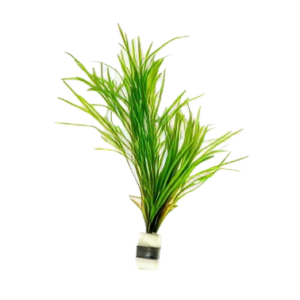 Five Bunched Plants Gayi Pondweed Plant Potamageton Gayi