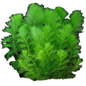 Five Bunched Plants Giant Ambulia Plant Limnophila Gigantea