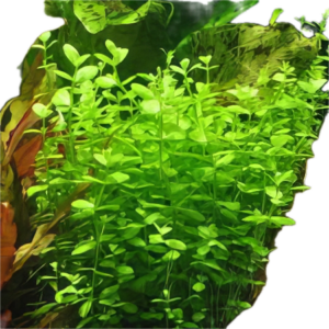 Five Bunched Plants Grape Plant Limnophila Gigantea Lindernia Rotundifolia