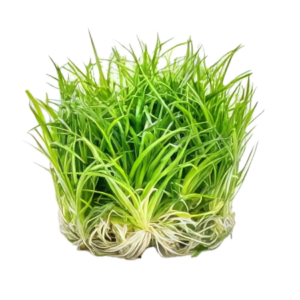 Five Bunched Plants Grass Rosette Plant Eriocaulon Goias