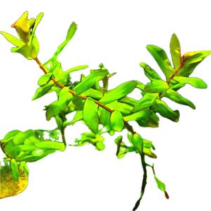 Five Bunched Plants Green Macranda Rotala Plant Rotala Macranda