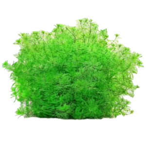 Five Bunched Plants Green Mygriob Plant Mygriophyllum Matogrossense