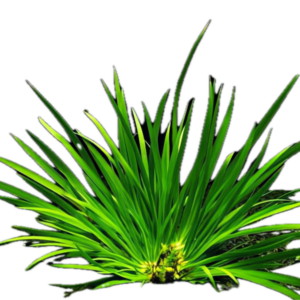 Five Bunched Plants Green Slender Sweet Flag Plant Acorus Pusillus