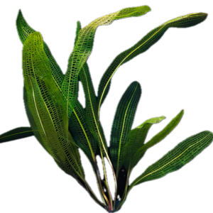 Five Bunched Plants Henkels Lace Plant Aponogeton Henkelianus