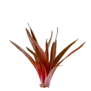 Five Bunched Plants King Crimson Pipewort Plant Eriocaulon Quinquangulare