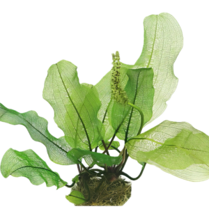 Five Bunched Plants Madagascar Lace Plant Aponogeton Madagascarensis