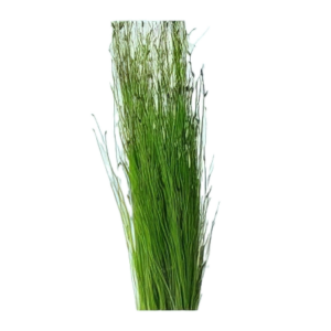 Five Bunched Plants Long Hairgrass Plant Eleocharis Vivpara