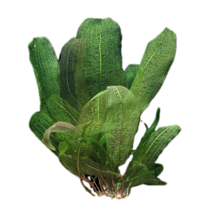 Five Bunched Plants Lace Plant Broad Leaf Plant Aponogeton Madagascarensis