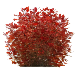 Five Bunched Plants Mni Red Ludwigia Plant Ludwigia 'mini red'