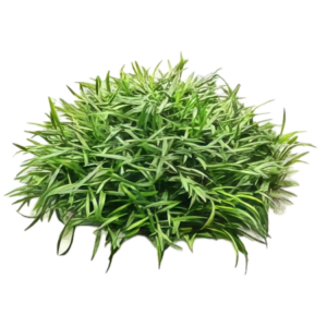 Five Bunched Plants Parva Cryp Plant Cryptocoryne Parva