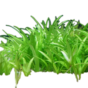 Five Bunched Plants Dwarf Chain Sword Plant Echinodorus Quadricostatus