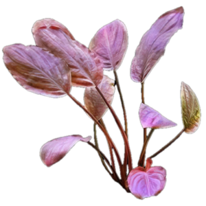 Five Bunched Plants Red Bleeding Heart Plant Lagenandra Meeboldii