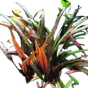 Five Bunched Plants Red Cryp Plant Cryptocoryne Undulatus