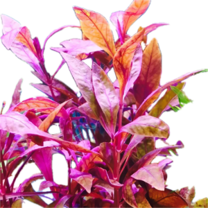 Five Bunched Plants Red Ivy Plant Alternanthera Sessillis