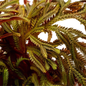 Five Bunched Plants Red Spike Moss Plant Selaginella Erythropus