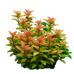 Five Bunched Plants Red and Pink Ocipus Plant Alternanthera Ocipus