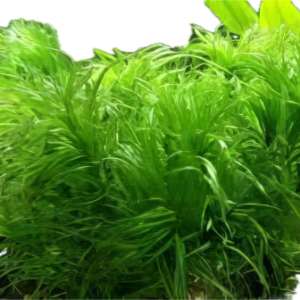 Five Bunched Plants Ricefield Water Nymph Plant Najas Graminea