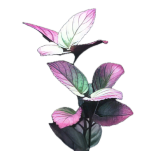 Five Bunched Plants Purple Stricta Plant Hemigraphis Colorata