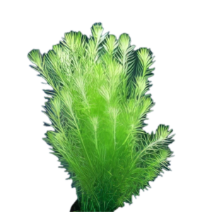 Five Bunched Plants Stream Bog Moss Plant Mayaca Fluviatillis