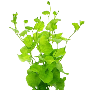 Five Bunched Plants Vietnam Water Cress Plant Cardamine Lyrata