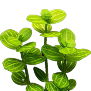 Five Bunched Plants Yellow Grape Plant Limnophila Gigantea Lindernia Rotundifolia