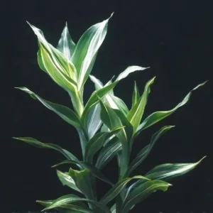 Five Bunched Plants Striped Dracena Plant Dracaena Species