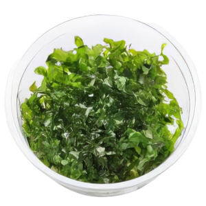 Five Portions of Plants Loma Fern Plant Lomariopsis Lineata