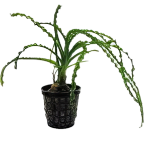 Five Potted Plants African Onion Plant Crinum Calamistratum