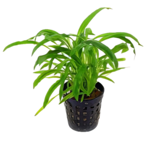 Five Potted Plants Albida Cryp Plant Cryptocoryne Albida