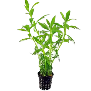 Five Potted Plants Aromatic Swampweed Plant Hygrophila Balsamica