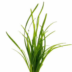 Five Potted Plants Arrowhead Plant Sagittaria Natans