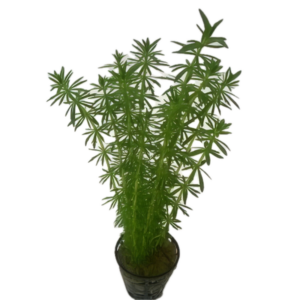 Five Potted Plants Azurea Peacock Water Hyacinth Plant Eichhornia Azurea