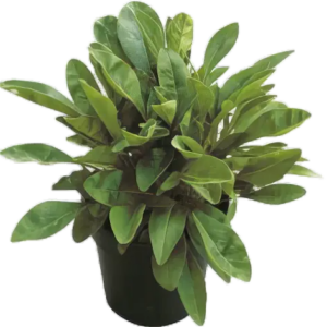 Five Potted Plants Bamboo Plant Calamus