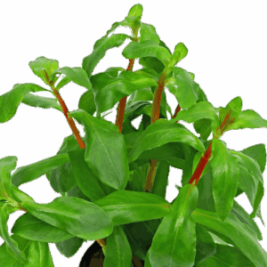 Five Bunched Plants Big Ammania Plant Ammania Senegalensis