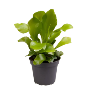 Five Potted Plants Birds Nest Fern Plant Asplenium Nidus
