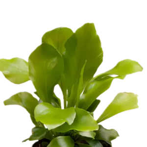 Five Bunched Plants Birds Nest Fern Plant Asplenium Nidus