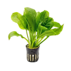 Five Potted Plants Black Amazon Sword Plant Echinodorus Parviflorus