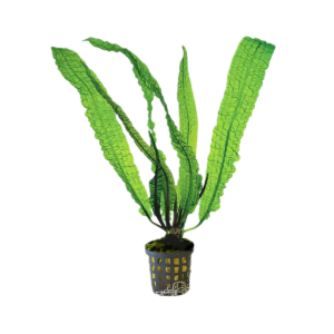 Five Potted Plants Boivinianus Plant Aponogeton Boivinianus